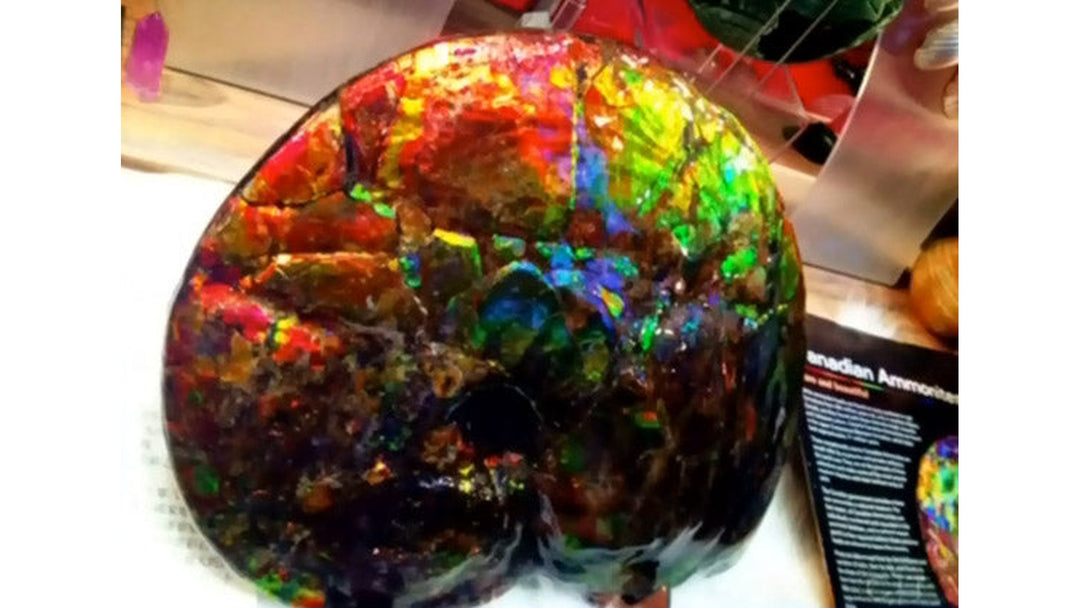 Ammolite1 — AJ's Jewelry Ridgewood Queens NY